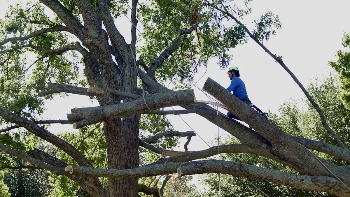 Professional Crown Thinning performed by certified arborists in Weesatche
