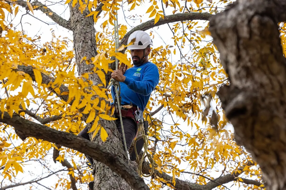 Skilled Tree Transplanting crew working in Weesatche